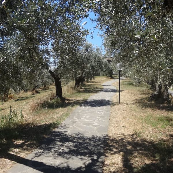 A paved pathway meanders through an olive grove under a clear sky.